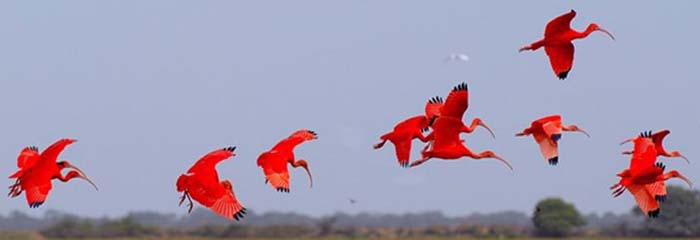 ibis_rouge_venezuela